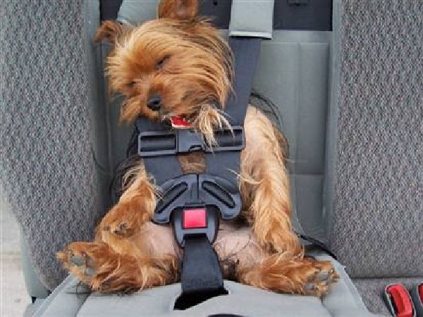 Dog with Seatbelt