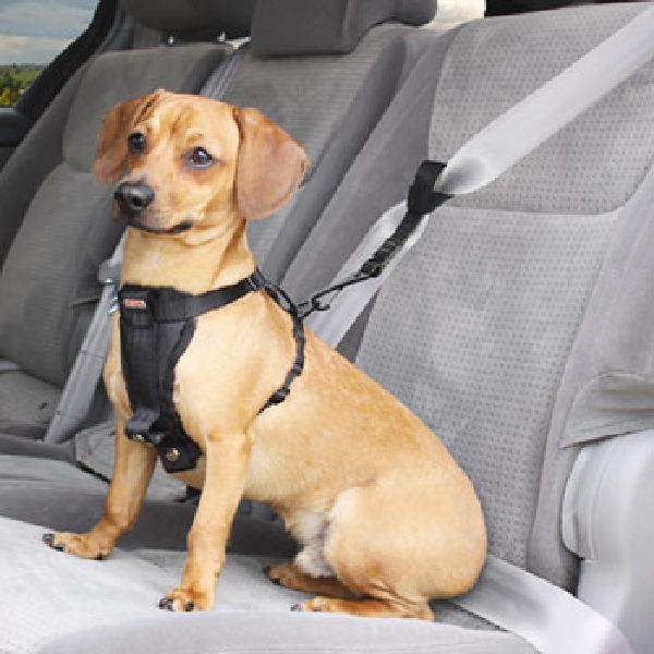 Pet Safety Harness